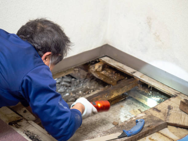 Best Mold Testing  in Berwick, LA