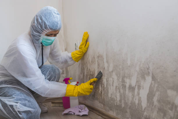 Best Residential Mold Removal  in Berwick, LA