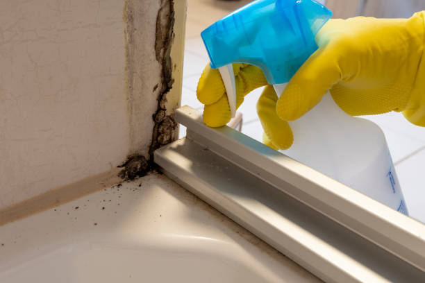 Best Attic Mold Removal  in Berwick, LA