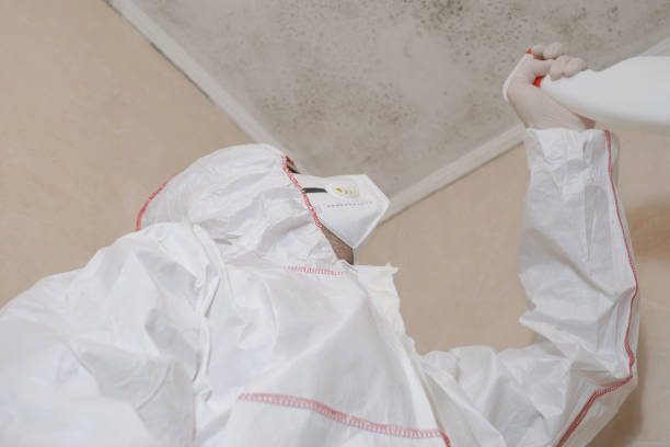 Best Same-Day Mold Removal  in Berwick, LA