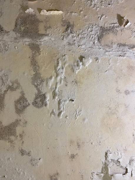 Best Toxic Mold Removal  in Berwick, LA