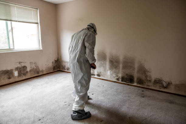 Best Affordable Mold Removal  in Berwick, LA