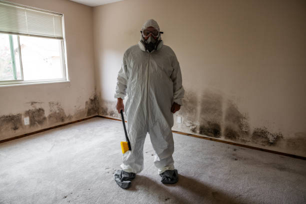 Best Commercial Mold Removal  in Berwick, LA