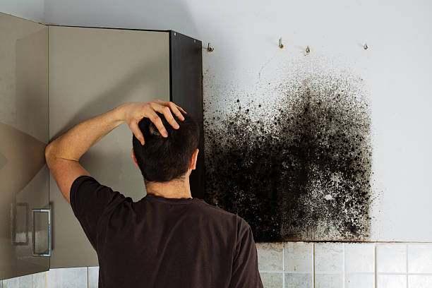 Best Black Mold Removal  in Berwick, LA